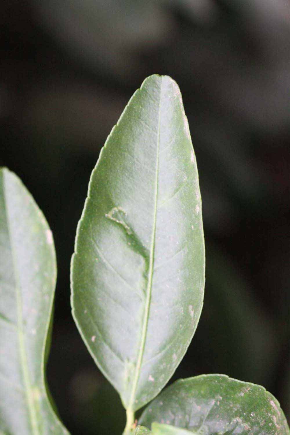              Unifoliolate leaf (Riverside, CA)       
